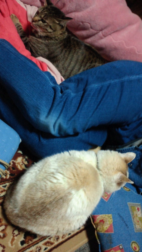 Ƭ�Ƭ�(=߰�)(�_�=)(߰�=)(=�_�)