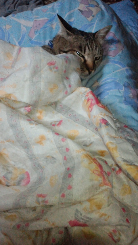 Zzz(=^--^)�o��{{����� Ƭ,,, >�)++++<< }}