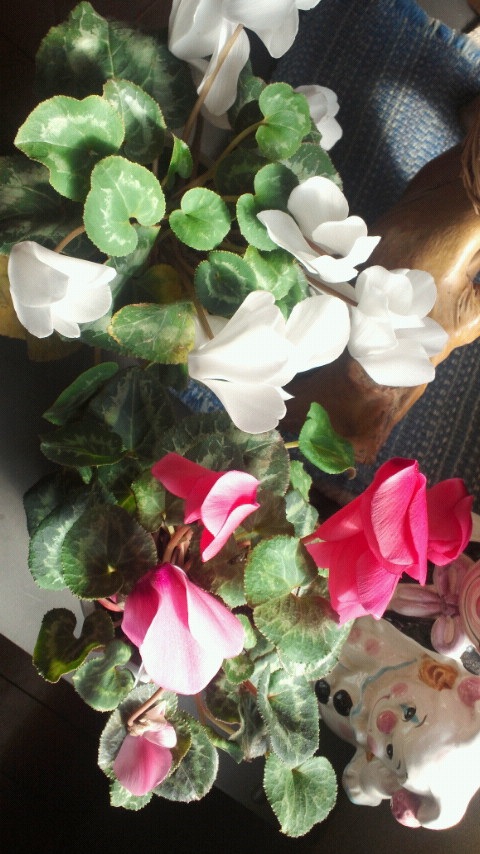 ���[�_(~o~)�^