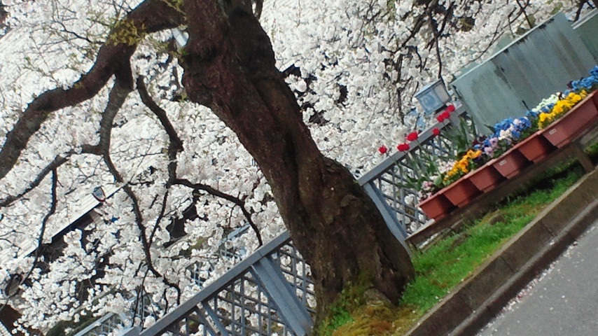 �����ɂ��p���͍���������ǂ����ǂˁc