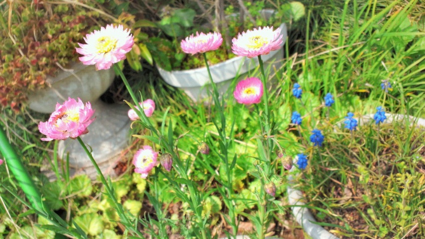 �炢���̂�`��