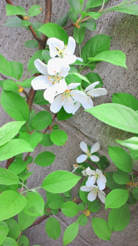 �t�����ł��o���Ă���Ȃ��c