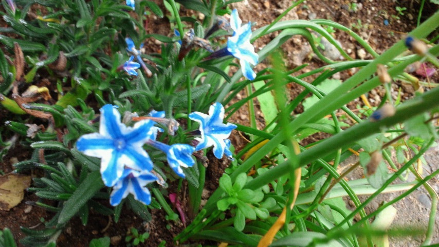 �l�͑���ʖڐl�Ԃƌ����B