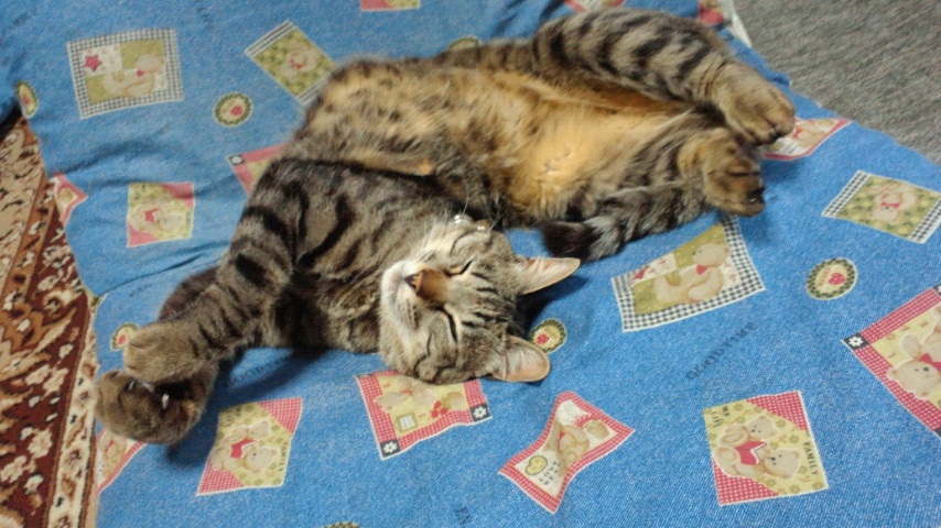 ���̔L���h��������www