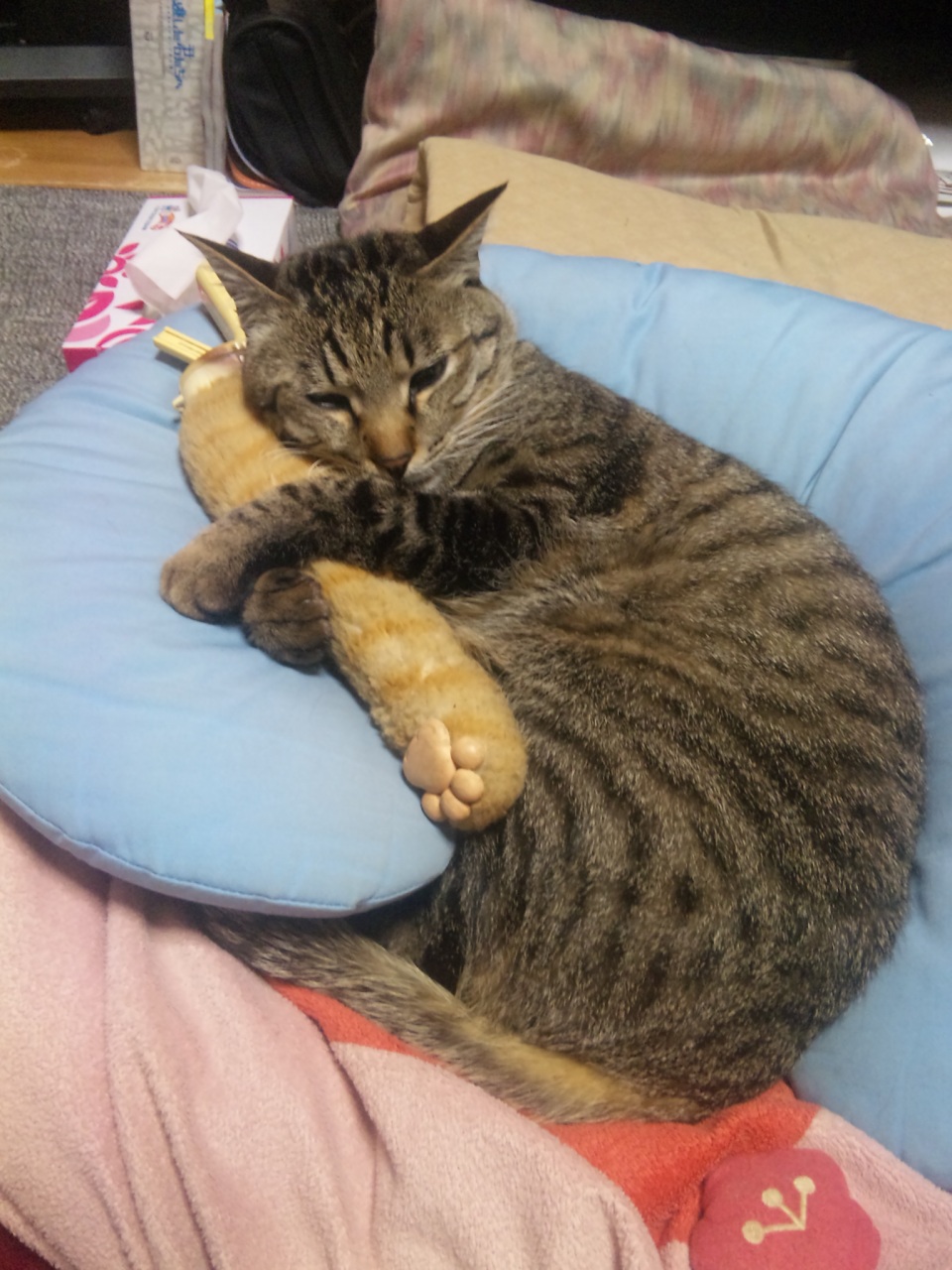 ����ׁA�J�����X�Ȃ�www