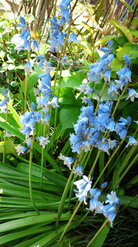 �u�₩�ɋؓ��ɂ������c