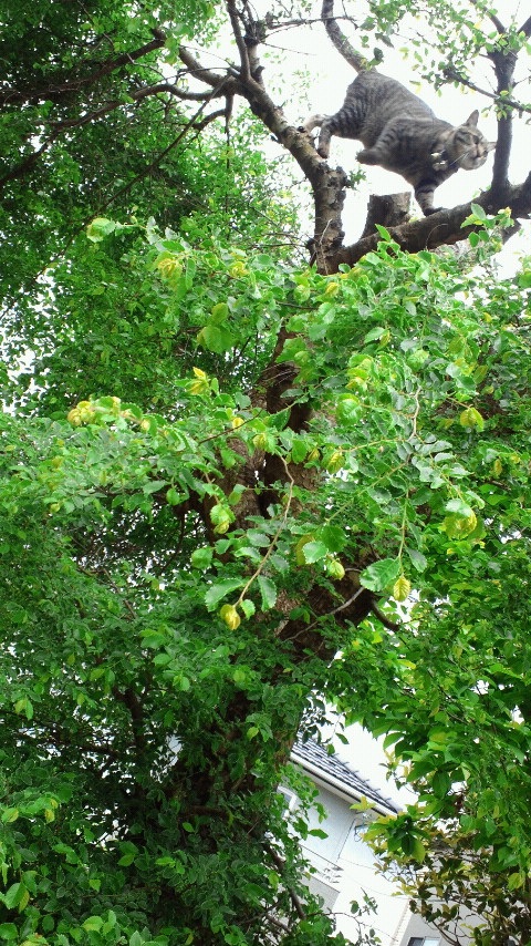 �ɂ�񂱂͍��������D���Ȃ�ł��I