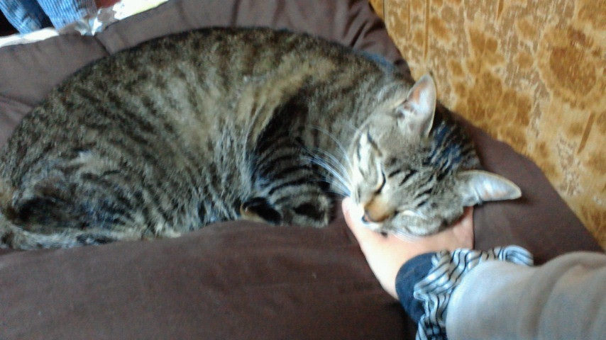 �������Ă����c