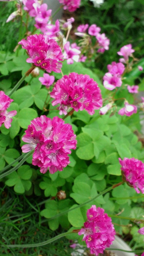 �����͒g�����Ȃ��c