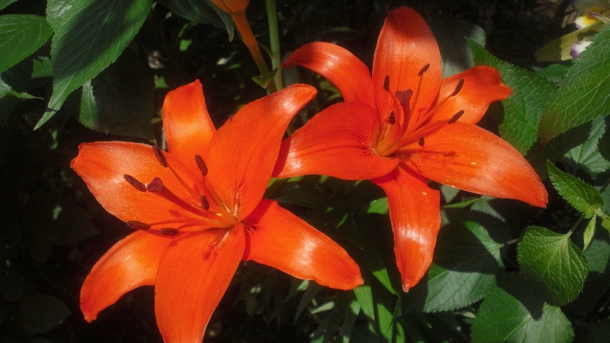 (+.+)(-.-)(__)..zzZZ