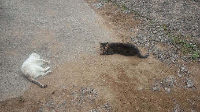 ���̒���ǂ������������n�܂����B