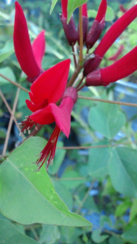 ���͂悤�ł���[