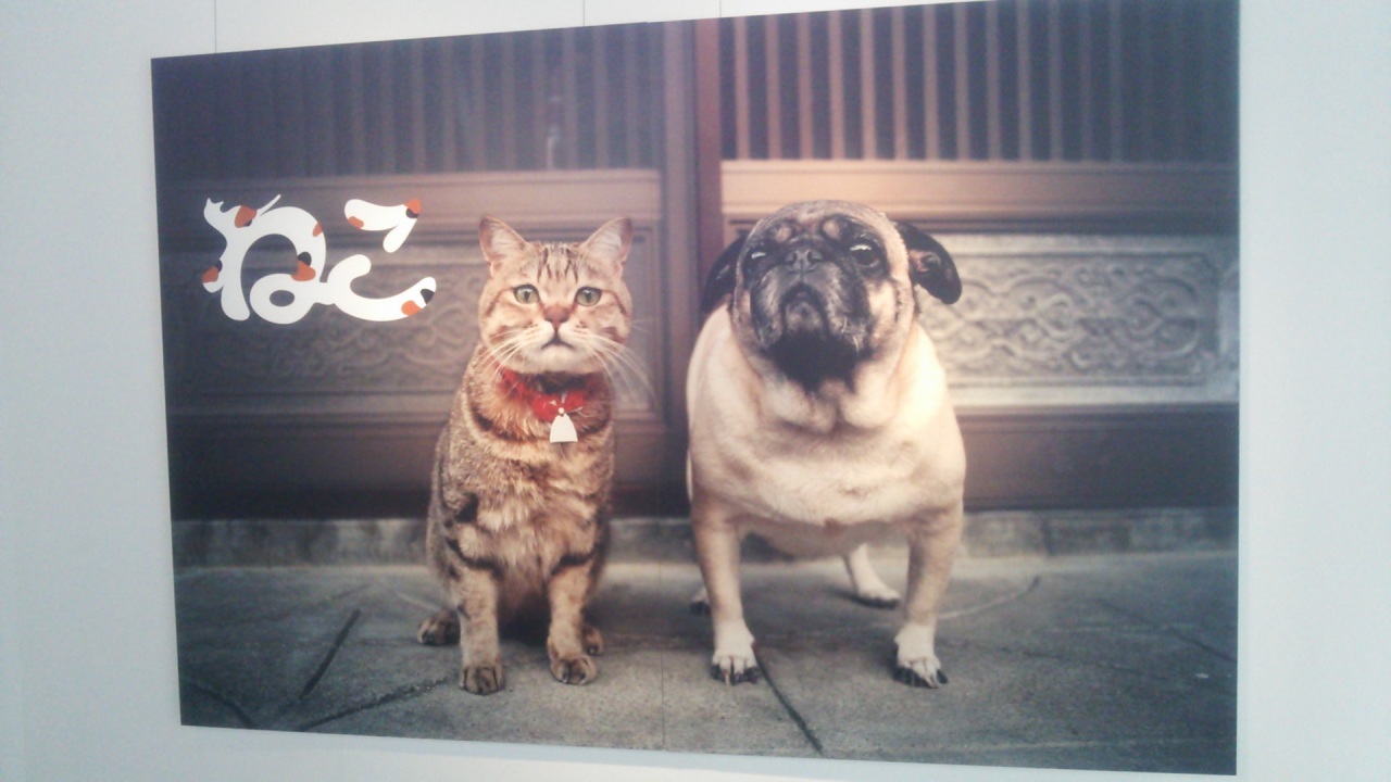 �ʐ^�W�Ȃ��B