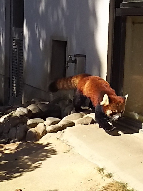 ���R�����킸�B